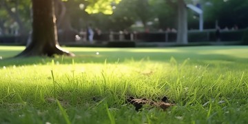 遛狗大便物业会清理吗？
