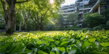 上海小区物业能随意砍树吗？